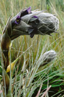 Las bromeli�ceas o cardones del p�ramo presentan gran diversidad de especies y forman rosetas de hojas punzantes y cori�ceas, como en el g�nero Puya lineata.