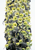 La Puya goudotiana desarrolla una inflorescencia con cientos de flores que son polinizadas por uno de los colibr�es m�s grandes del p�ramo, el Ptherophanes cyanopterus.