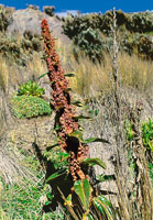 Detalle de la inflorescencia del vel�n Rumex tolimensis,  roseta herb�cea que secreta una substancia gelatinosa que act�a como regulador t�rmico.