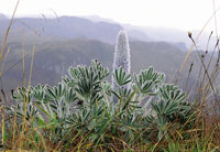El chocho de p�ramo, Lupinus alopecuroides, una de las leguminosas en roseta, que forma densas comunidades.