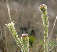 Tipos de rosetas representadas por diferentes familias: Castratella piloselloides, melastomat�cea.