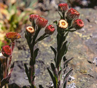 Senecio sp, aster�cea.