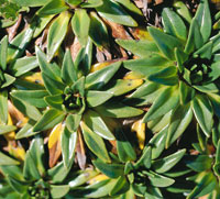 Plantago rigida, plantagin�cea.