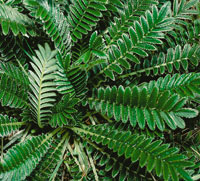 Acaena cylindristachya, ros�cea.