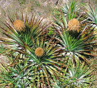 Puya sp, bromeli�cea.