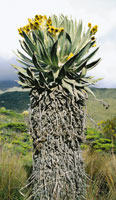 Los frailejones son rosetas gigantes que evolucionaron en la alta monta�a; se conocen aproximadamente 130 especies y su mayor centro de diversidad est� en la regi�n de los Andes de M�rida, Venezuela y la Sierra Nevada del Cocuy en Colombia. Espeletia hart