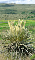 Espeletia grandiflora, del p�ramo de Sumapaz.