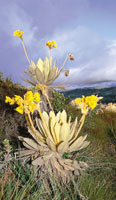Espeletia barclayana de la cuchilla del Tablazo, al occidente de Bogot�.