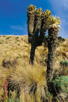 Algunas especies de frailej�n guardan en su memoria biol�gica la capacidad de ramificarse. Espeletia hartwegiana en forma de candelabro.