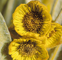 El frailej�n ofrece a la fauna paramuna una gran diversidad de microh�bitats en el follaje seco, en las hojas vivas, en las inflorescencias y en la m�dula.