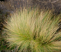 Las  macollas constituyen la matriz principal del pajonal paramuno; son pastos de hojas r�gidas, escler�filas, muy resistentes a la severidad del clima. Entre ellas se destacan m�s de 10 especies de Calamagrostis.