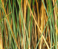 Detalle de hojas aciculiformes de la paja ratona, Calamagrostis effusa, de aspecto lustroso y l�mina plegada.