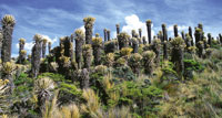 Comunidad de frailejones de Espeletia hartwegiana, en los alrededores de la laguna del Ot�n.