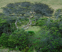 En el subp�ramo se presenta una gran diversidad de arbustos.  Algunos como el rodamonte, Escallonia myrtilloides, forman peque�os bosques.