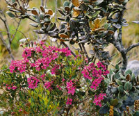 El salt�n, Bucquetia glutinosa de intenso color fucsia.