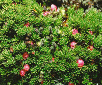 La eric�cea Disterigma empetrifolium de tallos subterr�neos.