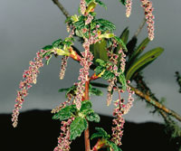 Algunos arbustos de marcado endemismo de la regi�n paramuna son, entre otros, Aragoa lycopodioides.
