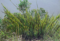 En los p�ramos de mayor humedad atmosf�rica, los bamb�es o chusques dominan la fisonom�a de la vegetaci�n, con especies como Chusquea tessellata.