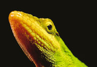 Entre los reptiles de alta monta�a, el camale�n llama la atenci�n por ser el �nico lagarto de cola prensil en los p�ramos; su h�bitat son los matorrales, sobre cuyas copas toma el sol; sus movimientos son muy lentos y ajusta su coloraci�n al ambiente que