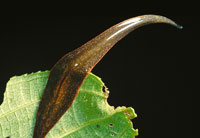 Detalle de uno de los organismos invertebrados, que tiene su h�bitat en los estratos rasantes de la vegetaci�n.