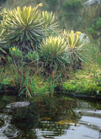Frailejones Espeletia grandiflora en la laguna de Iguaque, Boyac�.