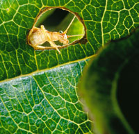 La artropofauna desempe�a una funci�n importante en la herbibor�a y la descomposici�n de los residuos vegetales y la materia org�nica. A lo largo de la evoluci�n del p�ramo, algunos grupos se han especializado en microh�bitats espec�ficos; se cree que est