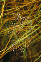 La sutil tela de una ara�a tejedora, Araneidae, se hace evidente a sus presas por la captaci�n de finas gotas de roc�o.