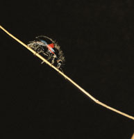 Un peque�o escarabajo, Astilux,  que explora los micrositios de la superficie del suelo; su coloraci�n negra le permite captar una mayor cantidad de energ�a solar para calentarse.