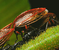 La fauna de los artr�podos es de una gran diversidad en el ambiente paramuno, a pesar de su reciente llegada a este ecosistema; desempe�an m�ltiples funciones como: Herb�voros, polinizadores  y 
depredadores; a la vez todos sirven de alimento a otros orga