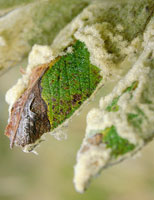 Hoja de frailej�n da�ada por insectos.