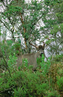 La conservaci�n de los grandes mam�feros en el p�ramo es cr�tica, debido al deterioro del h�bitat; sin embargo, en algunas reservas naturales se observan poblaciones reducidas de venado coliblanco, Odocoileus virginianus.