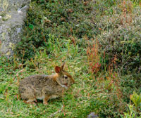 La vegetaci�n abierta de extensos pajonales favorece las poblaciones de roedores; sin embargo la cacer�a y los incendios las ha reducido dr�sticamente, lo cual disminuye los recursos para mam�feros y aves predadoras. Conejo de p�ramo, Silbilagus brasilien