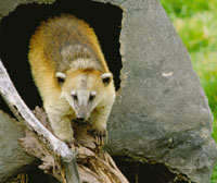 El Coat� o cusumbo, Nasua nasua, se aventura desde el bosque andino hasta el p�ramo bajo. Otra especie de menor tama�o, el guache de p�ramo, Nasuella olivacea, se observa a mayor altitud en el superp�ramo.
