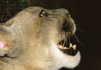 Los grandes mam�feros predadores de alta monta�a como el puma, Felis concolor, necesitan extensos territorios, para mantener el equilibrio de sus poblaciones.