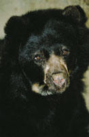 El oso de anteojos, Tremarctus ornatus, es el m�s grande de los mam�feros que visitan el p�ramo; su dieta es preferencialmente vegetariana.