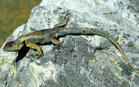 Lagarto collarejo de la Sierra Nevada del Cocuy, Stenocercus lache, un caso de endemismo y alta especializaci�n de los reptiles en h�bitats por encima de los 4.000 m de altitud.