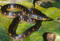 Culebra paramera, Atractus crasicaudatus, reptil no venenoso que vive oculto en peque�os t�neles bajo el suelo o en la materia org�nica; se alimenta de lombrices y larvas de insectos.