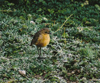 La aves tienen diversos h�bitos alimenticios en el ecosistema paramuno: grandes predadoras como las �guilas, nectar�voras como los colibr�es, frug�voras e insect�voras como la peque�a ave del g�nero Rufous, que busca su alimento sobre la helada cobertura