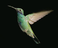 Colibr� de monta�a, Colibr� coruscans, insect�voro y nectar�voro, polinizador de una gran cantidad de plantas del p�ramo bajo.