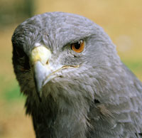 �guila de monta�a o �guila real, Geranoaetus melanoleucus.