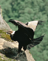 El c�ndor de los Andes, Vultur gryphus, una de las mayores aves que explora grandes extensiones en las vertientes andinas, desde la alta monta�a hasta los ecosistemas costeros.
