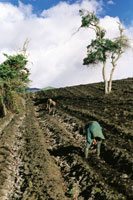 La papa se ha convertido en el principal producto agr�cola de los p�ramos colombianos, ambiente donde se obtienen semillas de �ptima calidad. Se cultivan m�s de cien variedades.