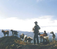 En los p�ramos secos de Santander y Boyac�, la ganader�a lanar y caprina es uno de los principales recursos de la econom�a campesina.