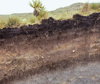 Perfil en el que se puede apreciar la huella de los diferentes cambios clim�ticos, de la actividad volc�nica y de las fases de desarrollo de la vegetaci�n, que contribuyeron en la formaci�n de suelos de gran espesor.