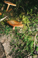 Los hongos desempe�an un papel fundamental en los procesos de descomposici�n de la materia org�nica y contribuyen a la fertilidad del suelo.