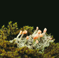 Liquen fruticoso, rodeado de musgos.