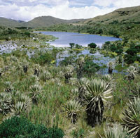 Los p�ramos, verdaderas f�bricas de agua, deben ser protegidos para garantizar su conservaci�n y permitir la continuidad de los procesos evolutivos en este ecosistema de origen reciente.