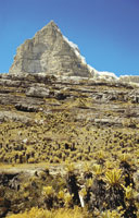 El bioma p�ramo est� presente en las altas monta�as tropicales por encima de los 3.000 msnm y tiene denominaciones regionales como p�ramos en Colombia, Venezuela, Costa Rica y Ecuador; jalca y puna en Per�; zacatonal en M�xico; cintur�n afroalpino en �fri