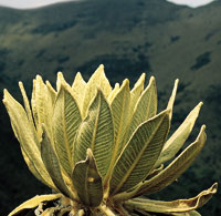 Roseta de frailej�n.