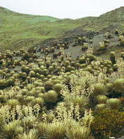 P�ramo de Piedras Blancas en la cordillera de M�rida, Venezuela -localmente denominado desierto periglaciar-, con un frailejonal de Espeletia timotensis.